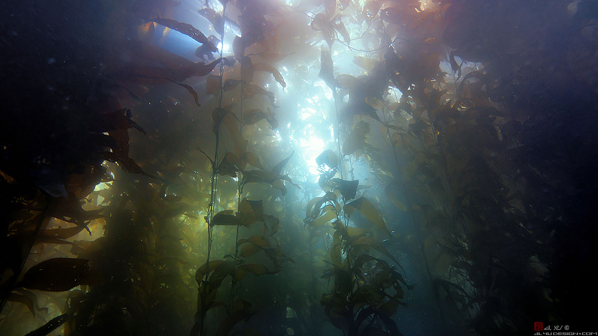 Catalina Island Kelp Forest