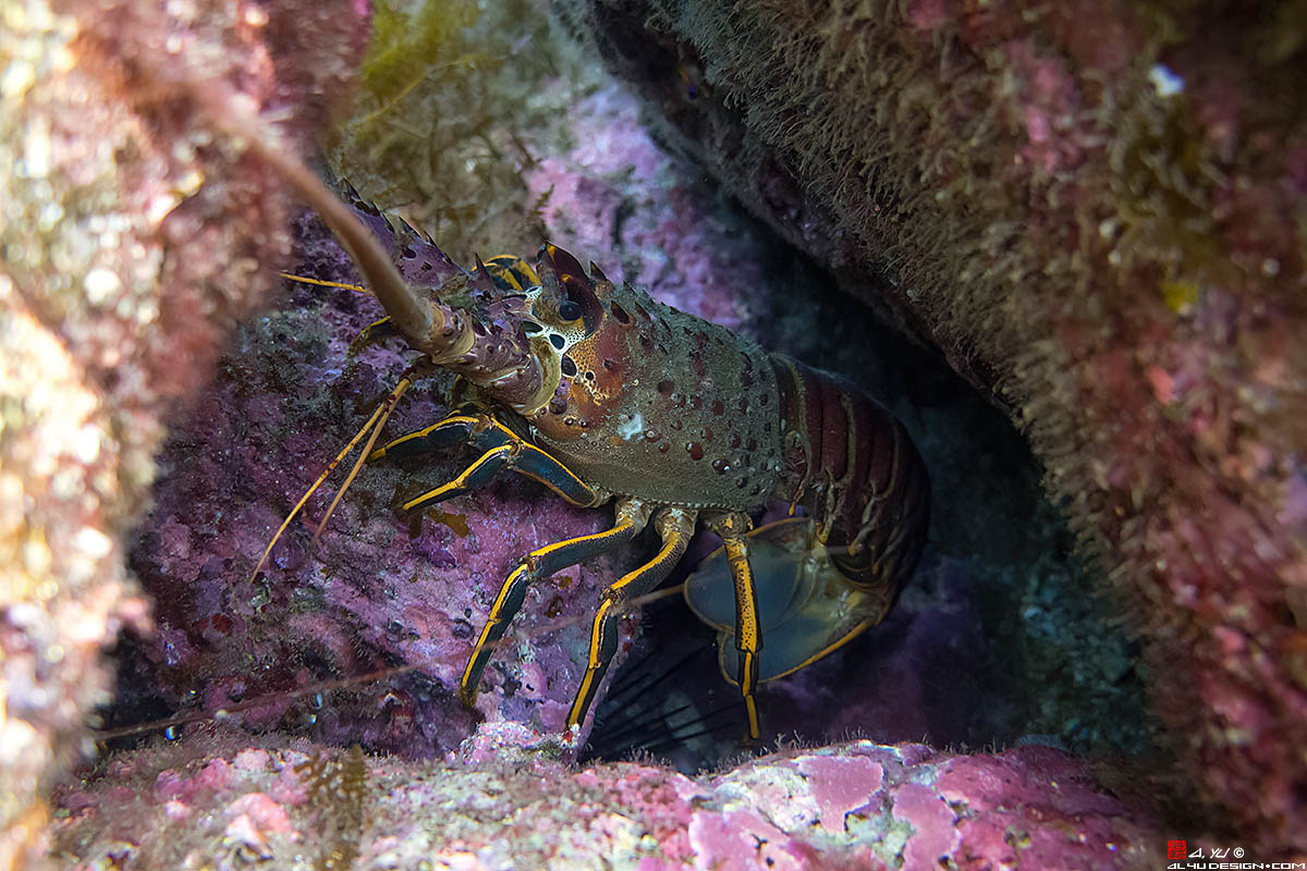 Catalina Island Kelp Forest Spiny Lobster