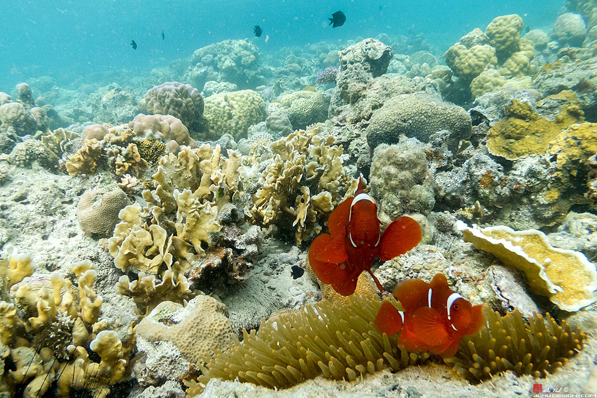 Coron Siete Pecados Clown Fish