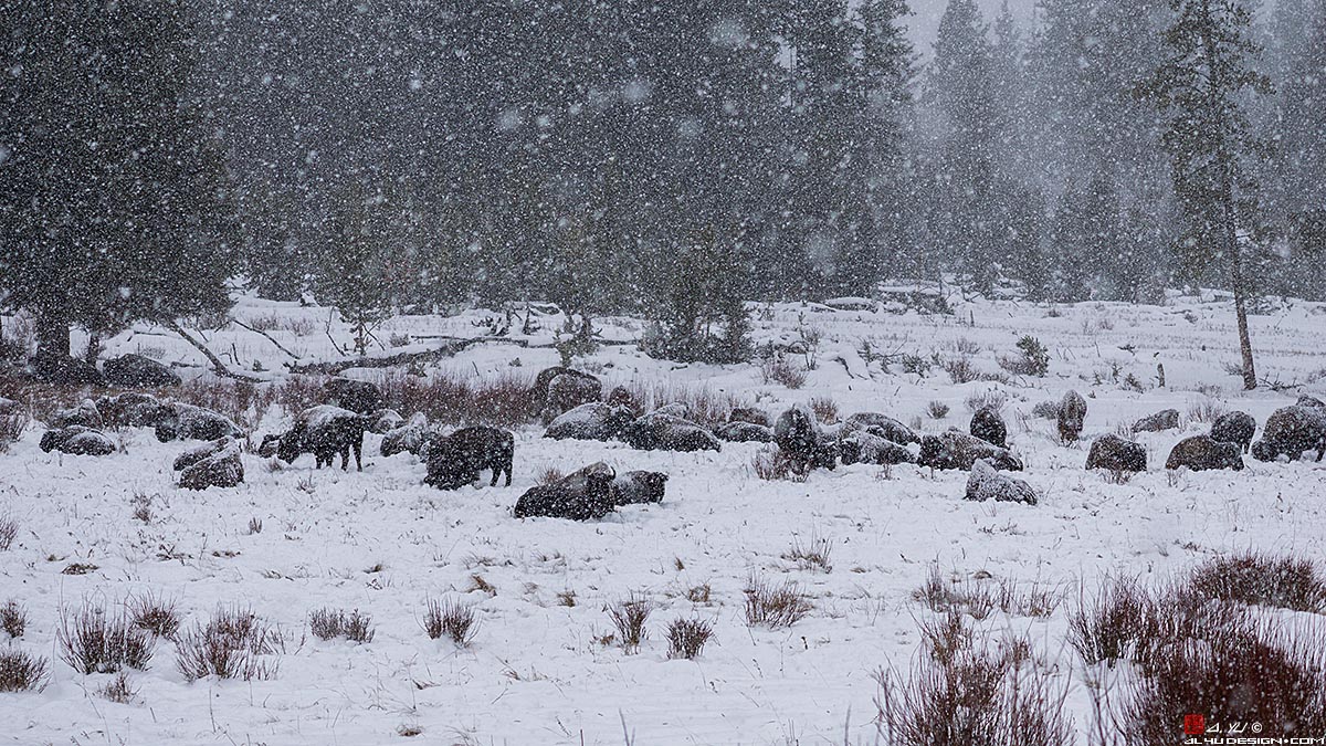 Yellowstone National Park Bison