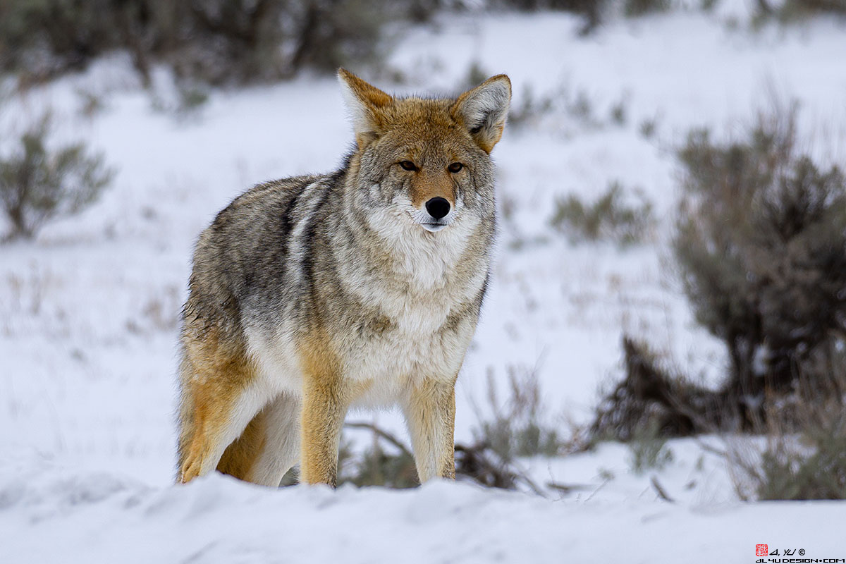 Yellowstone National Park Coyote