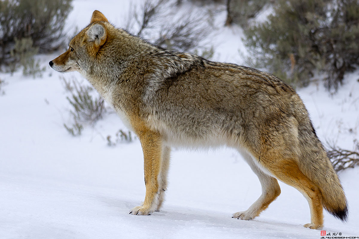 Yellowstone National Park Coyote